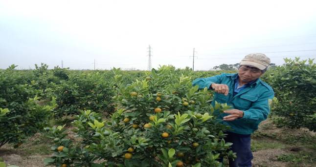 Hội viên nông dân xã Thiệu Trung phát triển trồng cây cảnh